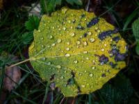 Gelbgrünes Birkenblatt mit Flecken und Wassertropfen